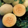 Ambrosia Hybrid Muskmelon -Deals Petal Inn Store 02618