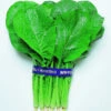 Komatsuna Mustard Spinach -Deals Petal Inn Store 02702