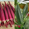 Okra Offer -Deals Petal Inn Store 02710