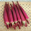 Candle Fire Hybrid Okra -Deals Petal Inn Store 02712