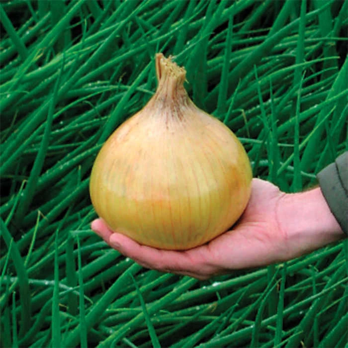 Ailsa Craig Exhibition Onion 3 Ailsa Craig Exhibition Onion