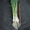 Evergreen Bunching Onion -Deals Petal Inn Store 02738