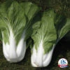 Bopak Hybrid Pak Choi -Deals Petal Inn Store 02804 AAS