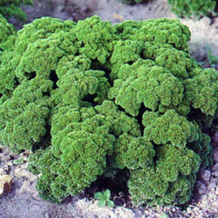 Parsley Moss Curled 3 Parsley Moss Curled