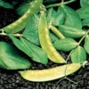 Dwarf Grey Sugar Pea