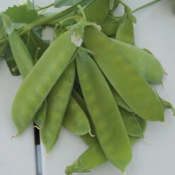 Mammoth Melting Sugar Pea