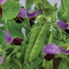 Little Snowpea Purple Hybrid 1 Little Snowpea Purple Hybrid -Deals Petal Inn Store 02876
