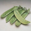 Oregon Giant Snow Pea -Deals Petal Inn Store 02878