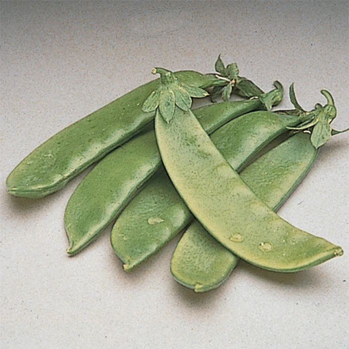 Oregon Giant Snow Pea 3 Oregon Giant Snow Pea