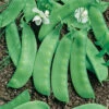 Avalanche Snow Pea 1 Avalanche Snow Pea -Deals Petal Inn Store 02882