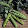 Extra Early Little Marvel Shelling Pea -Deals Petal Inn Store 02920