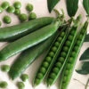 Sabre Garden Shelling Pea -Deals Petal Inn Store 02957