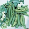 Wando Garden Shelling Pea -Deals Petal Inn Store 02980