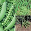 Garden Pea Offer 2 Garden Pea Offer -Deals Petal Inn Store 02991