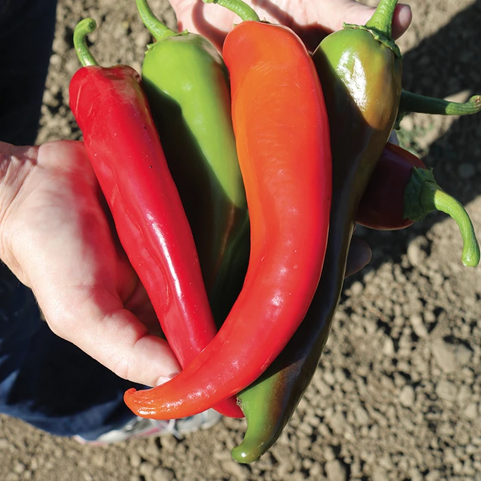 Biggie Chile™ Hybrid Pepper 3 Biggie Chile™ Hybrid Pepper