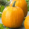 Autumn Gold Semi-Bush Hybrid Pumpkin -Deals Petal Inn Store 03250