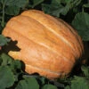 Maxima Dills Atlantic Giant Pumpkin -Deals Petal Inn Store 03251 AH