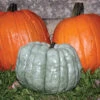 Blue Doll Hybrid Pumpkin -Deals Petal Inn Store 03258