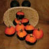 Batwing Mix Pumpkin -Deals Petal Inn Store 03260