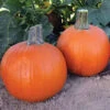 Early Abundance Hybrid Pumpkin -Deals Petal Inn Store 03266