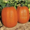 Early Giant Hybrid Pumpkin -Deals Petal Inn Store 03270
