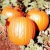 Howden Pumpkin -Deals Petal Inn Store 03271