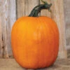 Jack-O-Lantern Pumpkin Offer -Deals Petal Inn Store 03272Howden