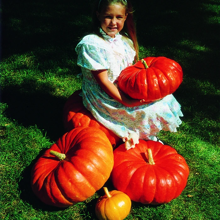 Maxima Rouge Vif D'Etampes Pumpkin 3 Maxima Rouge Vif D'Etampes Pumpkin