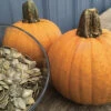 Naked Bear Hybrid Pumpkin -Deals Petal Inn Store 03283