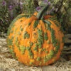 Warty Goblin Hybrid Pumpkin -Deals Petal Inn Store 03291