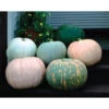 Maxima Small World Of Color Blend Pumpkin -Deals Petal Inn Store 03293