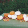 Miniature Pumpkin Offer -Deals Petal Inn Store 03294