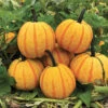 Maxima Fireball Hybrid Pumpkin -Deals Petal Inn Store 03300