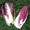 Fiero Hybrid Radicchio -Deals Petal Inn Store 03301