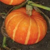 Maxima Orange Cutie Hybrid Pumpkin -Deals Petal Inn Store 03317