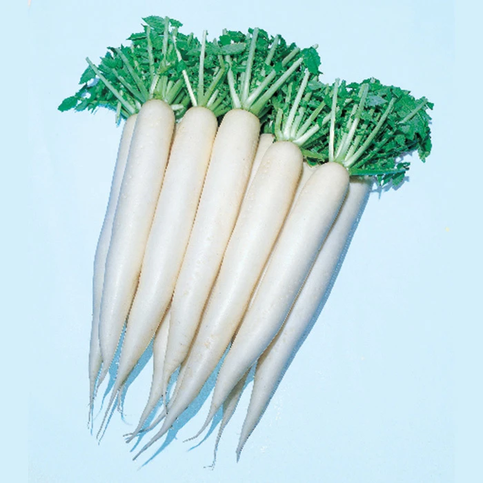 April Cross Hybrid Daikon Radish 3 April Cross Hybrid Daikon Radish
