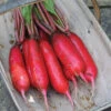 Dragon Hybrid Radish -Deals Petal Inn Store 03336