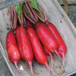 Dragon Hybrid Radish