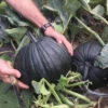 Dark Knight Hybrid Pumpkin -Deals Petal Inn Store 03341