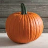 Racer Plus Hybrid Pumpkin 2 Racer Plus Hybrid Pumpkin -Deals Petal Inn Store 03342