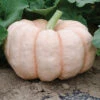 Porcelain Doll Hybrid Pumpkin 1 Porcelain Doll Hybrid Pumpkin -Deals Petal Inn Store 03343