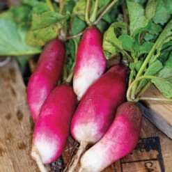 French Breakfast Radish