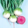 Red Meat Radish -Deals Petal Inn Store 03382