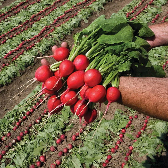 Rivoli Radish 3 Rivoli Radish