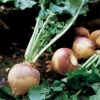 American Purple Top Rutabaga -Deals Petal Inn Store 03405