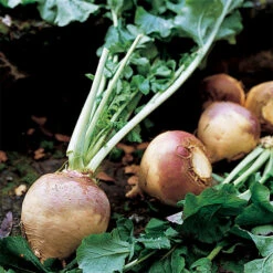 American Purple Top Rutabaga