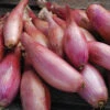 Zebrune Heirloom Shallot -Deals Petal Inn Store 03422