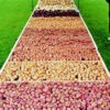 Hybrid Shallot Seed Mix -Deals Petal Inn Store 03424
