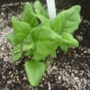 New Zealand Or Tetragonia Spinach -Deals Petal Inn Store 03445