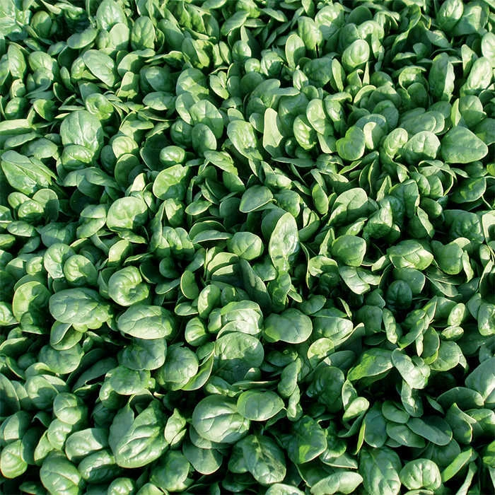 Reflect Hybrid Spinach 3 Reflect Hybrid Spinach